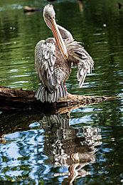 人类开始最后的抵抗，《黑暗时代》开启抢先体验，并将于11月支持简中